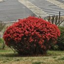 강북구직원 후생복지위원회 | [여의도 봄 산책] "차이윤 중식당"과 "강변서재"에서 힐링한 하루💕