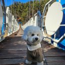 DOG 깨비 이미지