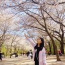 인천대공원(궁도장) | 인천대공원 벚꽃 현황! 나들이 하기 좋은곳
