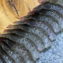 시골쥐를 부탁해 이미지