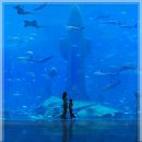 77수족관 이미지