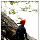 하늘땅바람 이미지