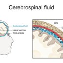 알츠하이머 치매의 주요 원인 인자 베타 아밀로이드 및 타우 단백질 순환 촉진 방법 ​ 이미지