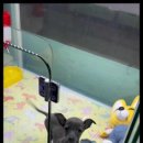 더독스 강아지분양 서울 이미지