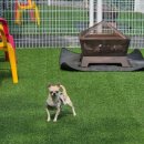 두바이애견풀빌라2 이미지