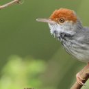 생태전문생태야생태 이미지