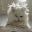 부산) 2박 같은 1박은 안될까요..? 아이와 함께 '아난티 앳 부산 빌라쥬' Cabin B 포레스트 뷰