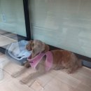 멍멍회관 이미지