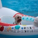 도그 스포지움 이미지