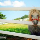 재천목장 이미지