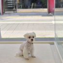 솜사탕 애견미용실 이미지