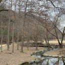 구갈레스피아 이미지