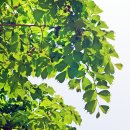난티나무 이미지