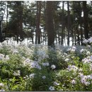 옥정호구절초테마공원 이미지