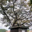 느티나무마을 이미지