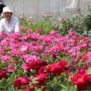 에버로즈 이미지