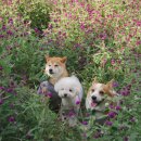 애견가을농장 이미지