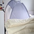 Hi 댕댕 | (댕댕학교) 강아지 손님왔을때 안정시키는 방법, 흥분 강아지, 짖는개, 반려견 하우스 방법, 화장실...