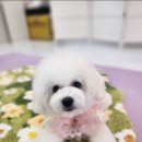 펫러버 그루밍 이미지