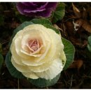 복음세탁 이미지