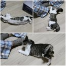 발라당 이미지