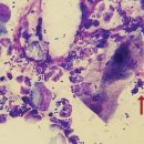 방주동물의료센터 이미지