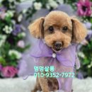 멍멍애견미용 | 고양시 일산 멍멍살롱 애견미용 잘하는 샵 푸들 미용 후기