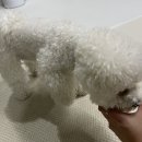 견생맛집 이미지