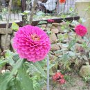 송이펜션 이미지