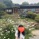 은봉애견 네이버블로그