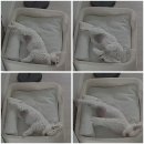 코코펫 | 🐶 강아지침대 내돈내산 후기 코코리에또 펫 베드