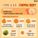 마트에서 헷갈리는 귤 종류, 이거 보면 바로 구분됩니다 이미지