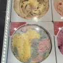 베스킨라빈스 이상한나라의 슈팅스타 베라 신메뉴 5월 이달의 맛 구매 후기!