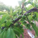 성장농장 이미지