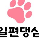 일편댕심 이미지