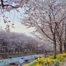 시민의숲산책로1-1 | 양재시민의숲 매헌시민의숲 4월 1일 벚꽃 현황 🌸 가는 방법