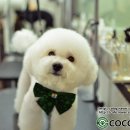 루이펫샵 이미지