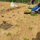 일도 농장 이미지