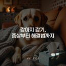 와즈펫(wispet) 이미지