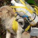 플란다스의 개 이미지