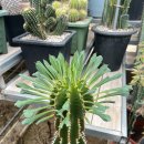 만악농장 이미지