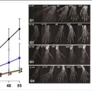 엠캐피탈 | 아이엠바이오로직스 공모주 청약