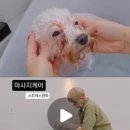 꼼꼼하개 이미지