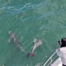 5865 | [호주 5박 7일 여행] 쫄보의 포트스테판 모래 썰매 투어 후기 (시드니 3일차)