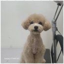 멍뭉살롱 이미지