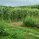 회선농장 이미지