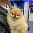 아띠 | [부산] 해운대 애견미용, 24시간 열려있는 몽아띠 후기