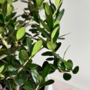 회원동245 이미지