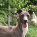 동물농장 이미지