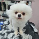 몽개몽개 애견미용실 이미지